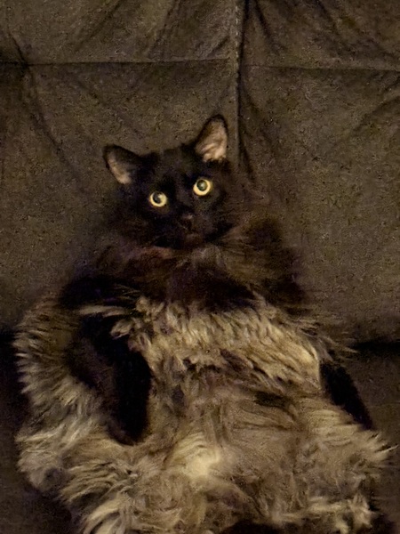 Entry image for Gypsy. Clicking this image will show a larger photo