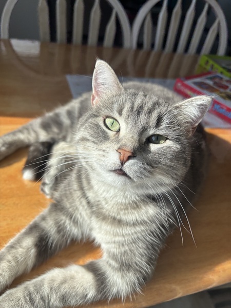 Entry image for Pennie. Clicking this image will show a larger photo