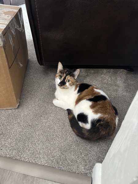 Entry image for Peanut. Clicking this image will show a larger photo