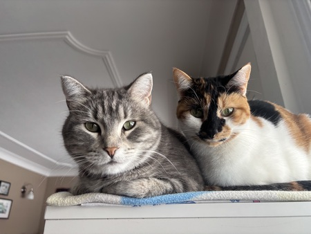 Entry image for Pennie & Peanut. Clicking this image will show a larger photo