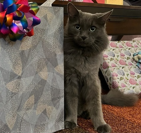 Entry image for Goose. Clicking this image will show a larger photo