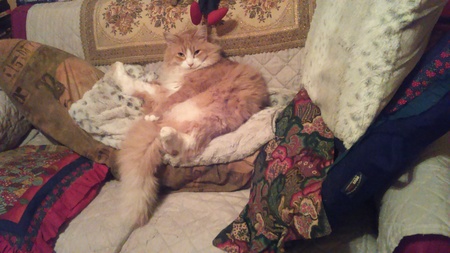 Entry image for Seamus. Clicking this image will show a larger photo