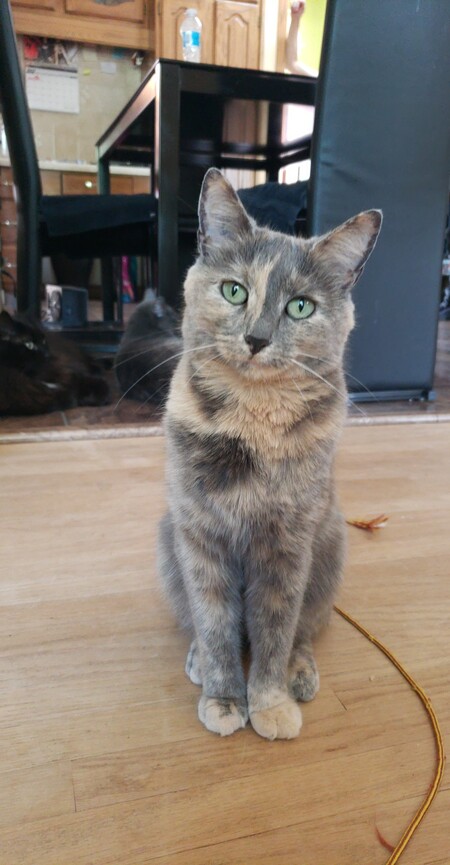 Entry image for Milkshakes. Clicking this image will show a larger photo