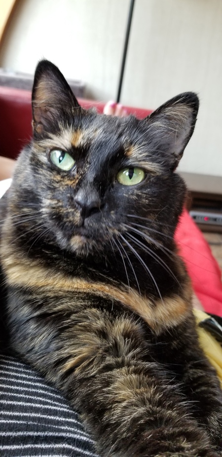 Entry image for Chaplin. Clicking this image will show a larger photo