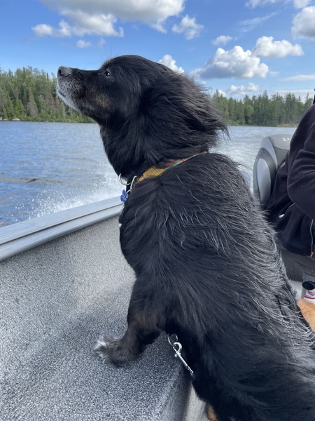 Entry image for Gordie. Clicking this image will show a larger photo