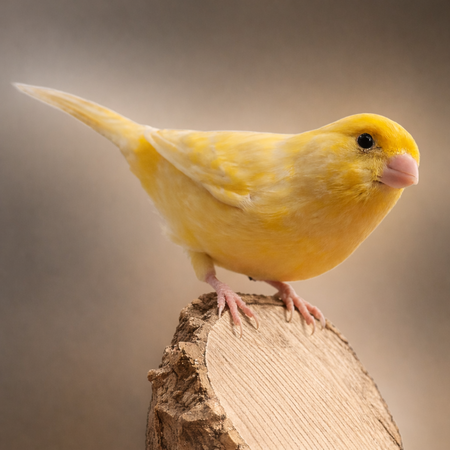 Entry image for Kevin . Clicking this image will show a larger photo