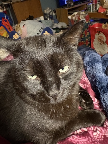 Entry image for Flynn. Clicking this image will show a larger photo