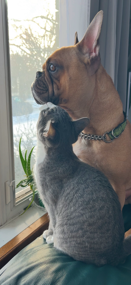 Entry image for Johnny & Cash. Clicking this image will show a larger photo