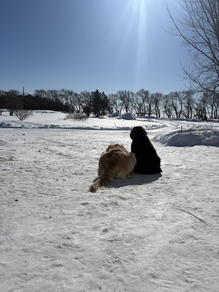 Entry image for Millie and Margo. Clicking this image will show a larger photo