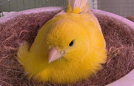 Entry image for Tweety. Clicking this image will show a larger photo