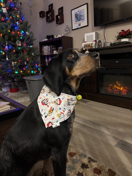 Entry image for Willow. Clicking this image will show a larger photo