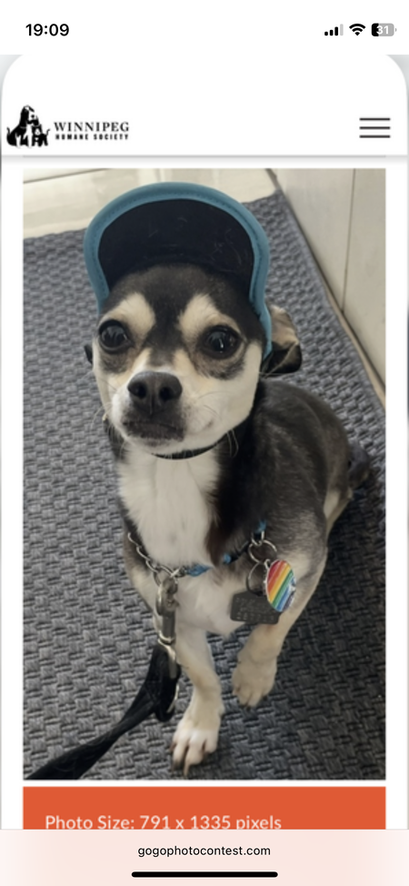 Entry image for Shadow. Clicking this image will show a larger photo