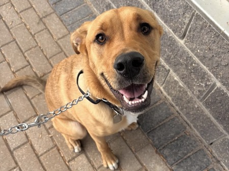 Entry image for Buck. Clicking this image will show a larger photo