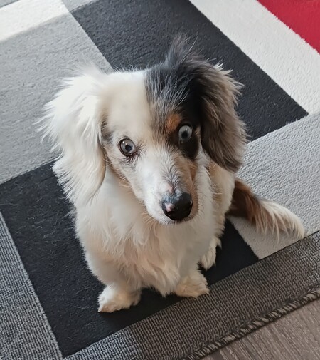 Entry image for Couper. Clicking this image will show a larger photo