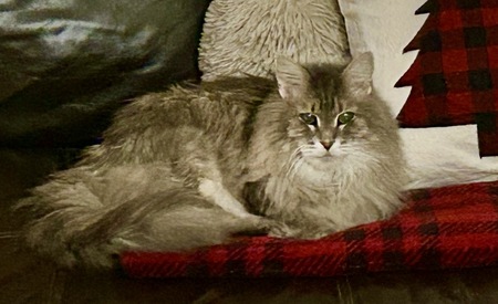 Entry image for Willow Whisp. Clicking this image will show a larger photo