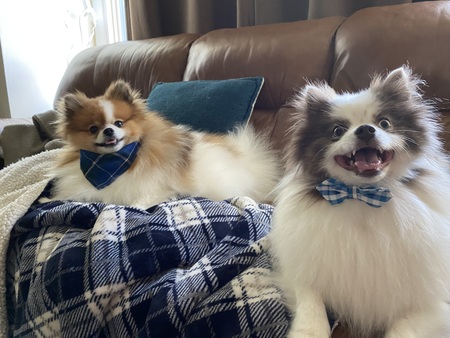 Entry image for Philly & Harry. Clicking this image will show a larger photo