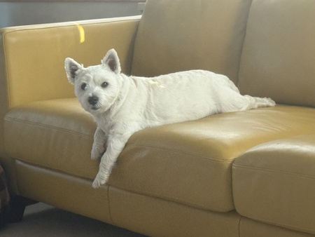 Entry image for Lexi Willow. Clicking this image will show a larger photo