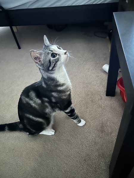 Entry image for Boris. Clicking this image will show a larger photo