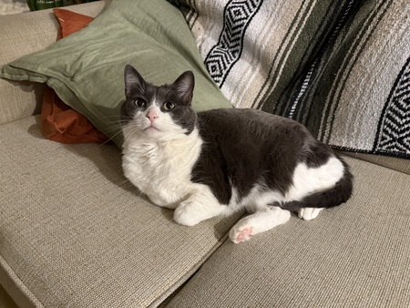 Entry image for Olive. Clicking this image will show a larger photo