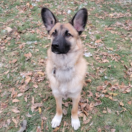 Entry image for Brick. Clicking this image will show a larger photo