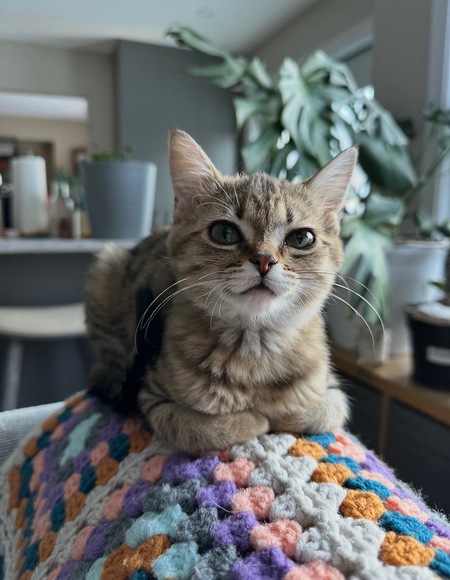 Entry image for Agnes. Clicking this image will show a larger photo