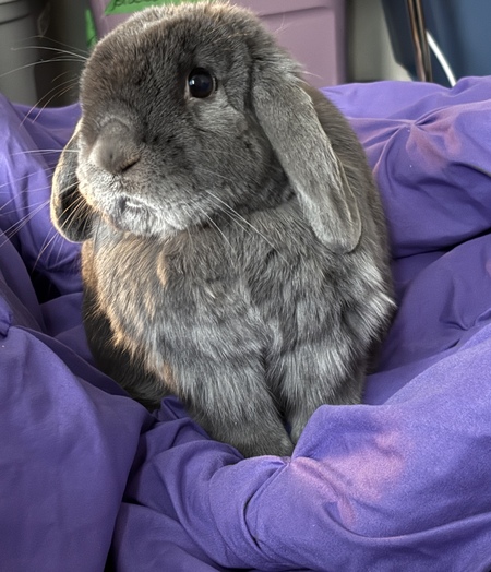 Entry image for Rexie. Clicking this image will show a larger photo