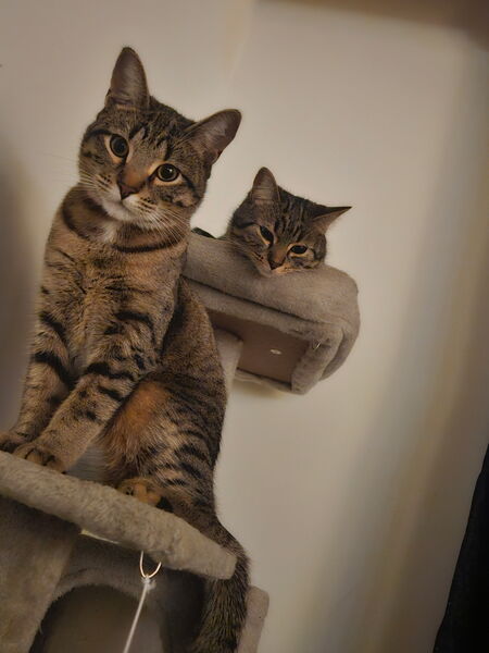 Entry image for Kyra and Harriette . Clicking this image will show a larger photo