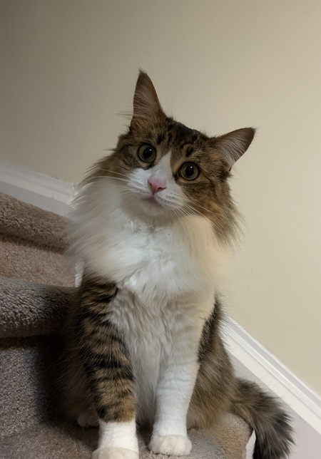 Entry image for Pepper. Clicking this image will show a larger photo