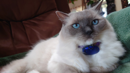 Entry image for Little Blue. Clicking this image will show a larger photo