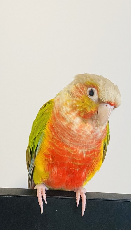 Entry image for Milo . Clicking this image will show a larger photo