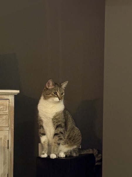 Entry image for Jasper. Clicking this image will show a larger photo