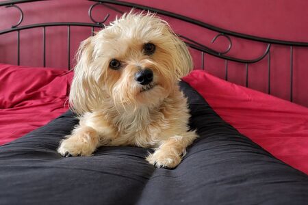 Entry image for Laddie. Clicking this image will show a larger photo