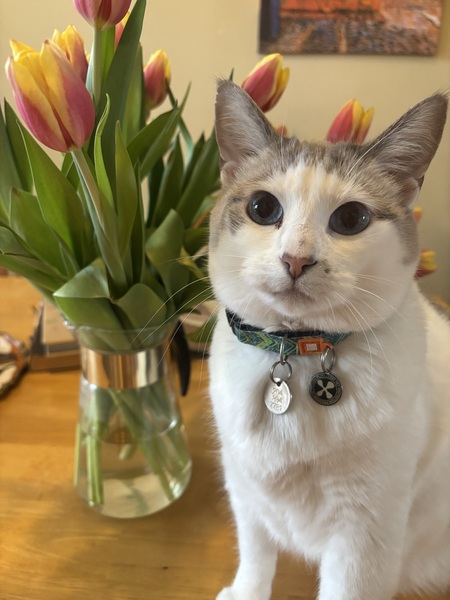 Entry image for Hazel. Clicking this image will show a larger photo
