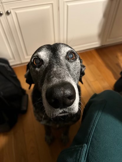 Entry image for Trigger. Clicking this image will show a larger photo