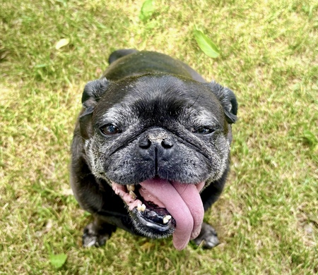 Entry image for Lulu. Clicking this image will show a larger photo