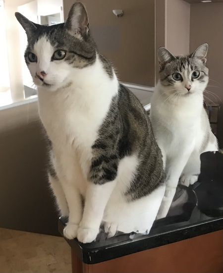Entry image for Sawyer & Mimi. Clicking this image will show a larger photo