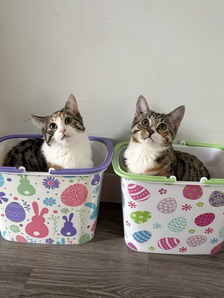 Entry image for Cookie and CoCo. Clicking this image will show a larger photo