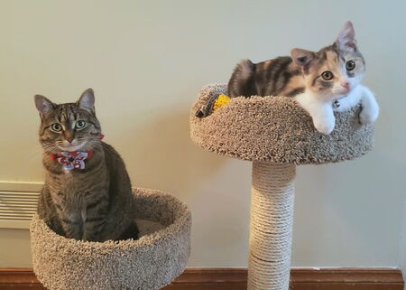 Entry image for Cora and Yuffie. Clicking this image will show a larger photo
