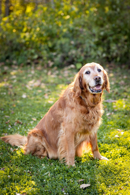 Entry image for Dug. Clicking this image will show a larger photo