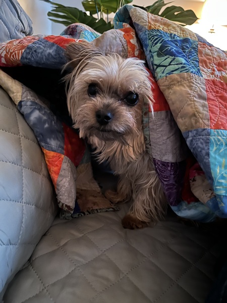Entry image for Darby. Clicking this image will show a larger photo