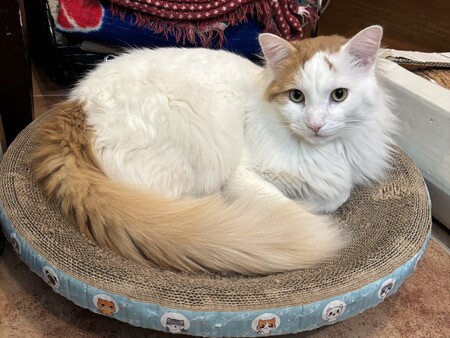 Entry image for Benji. Clicking this image will show a larger photo