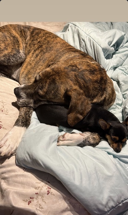 Entry image for Louie & Loki. Clicking this image will show a larger photo