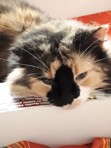 Entry image for Smudge. Clicking this image will show a larger photo