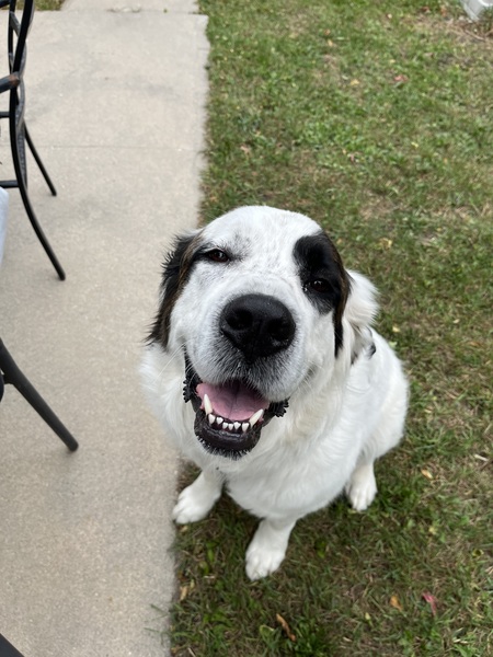 Entry image for Phoebe. Clicking this image will show a larger photo