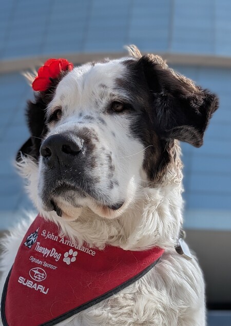 Entry image for Freckles. Clicking this image will show a larger photo
