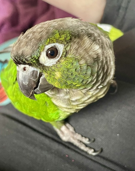 Entry image for Percy. Clicking this image will show a larger photo
