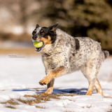 Entry image for Bonnie