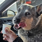 Entry image for Sammie 