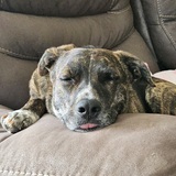 Entry image for Maple