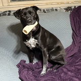 Entry image for Ripley